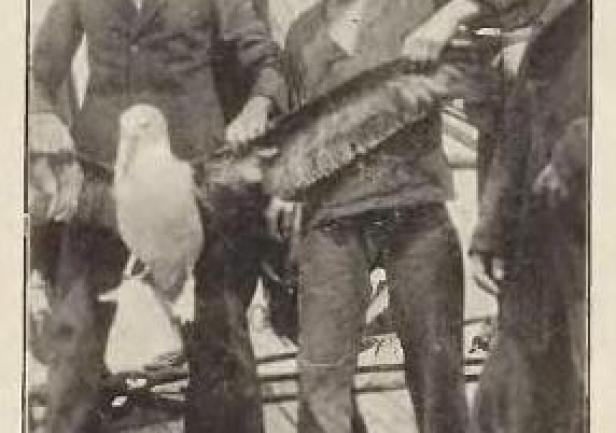 Tadeusz Meissner trzymający za skrzydło albatrosa Tadeusz Meissner trzymający za skrzydło albatrosa